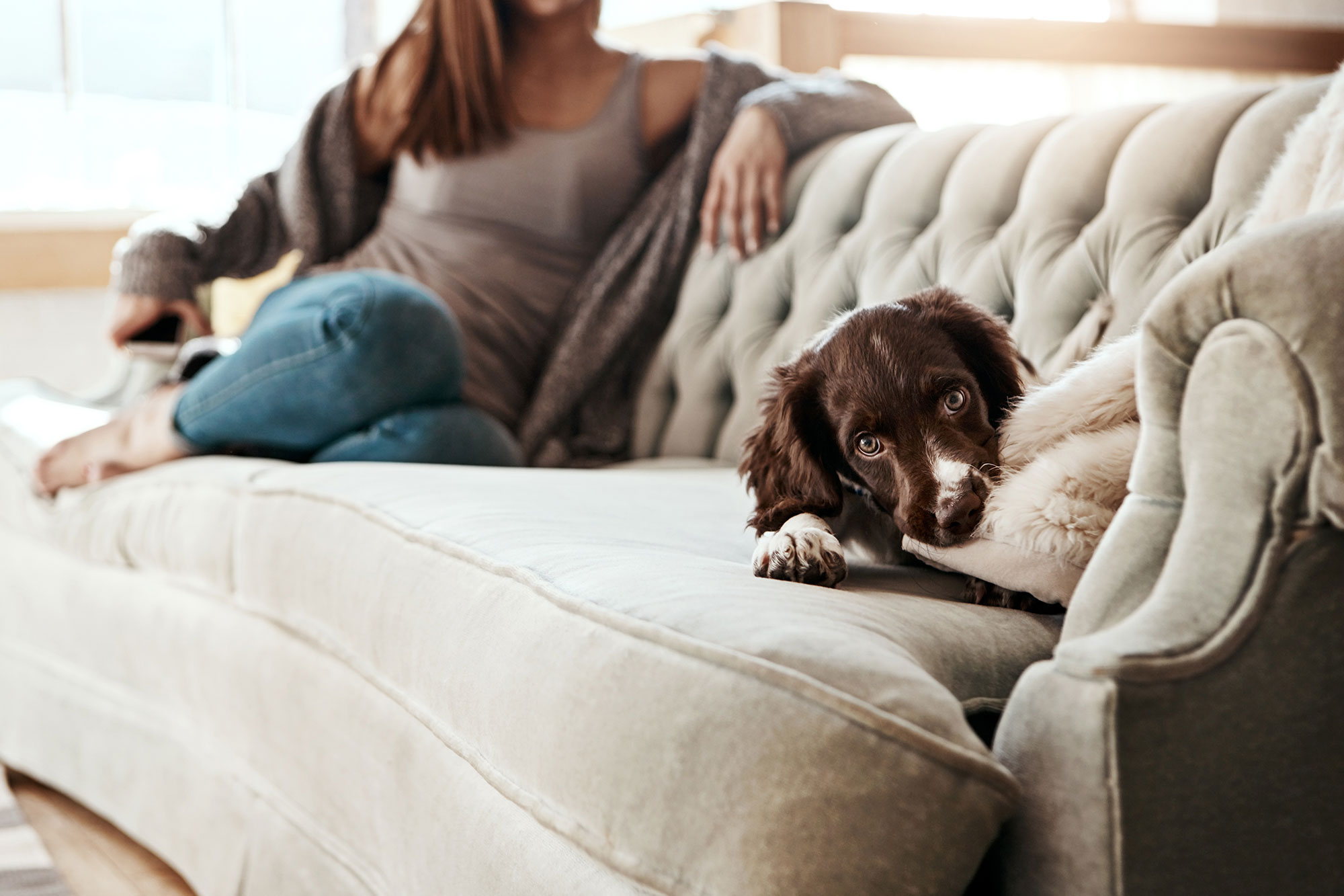 Spaniel puppy playing with a pillow on a couch at home with female owner in the background